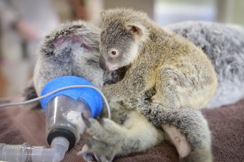 Детёныш коалы держался за свою мать, пока ветеринары спасали ей жизнь (8 фото)