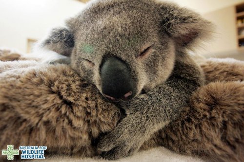 Детёныш коалы держался за свою мать, пока ветеринары спасали ей жизнь (8 фото)