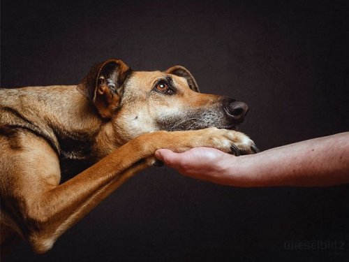 Забавные фотопортреты собак от Ельке Фогельзанг (17 фото)