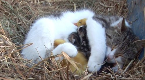 Кошка, ставшая мамой для утят (8 фото)