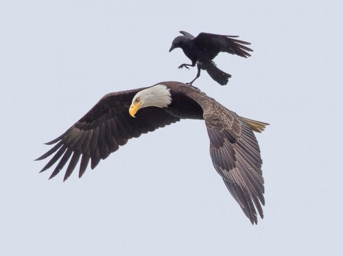 Уникальные кадры полёта ленивой вороны (5 фото)