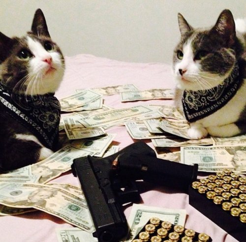 Кошки-гангстеры (10 фото)