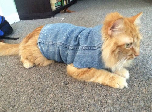 Кошки в джинсовке (11 фото)