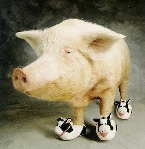 Свинки в обуви (10 фото)