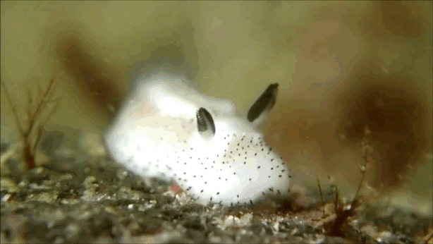 А Вы знали о существовании подводных кроликов? (8 фото)