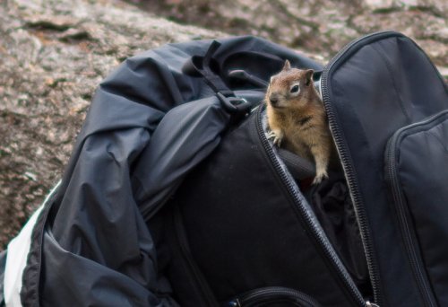 Животные в рюкзаках (10 фото)