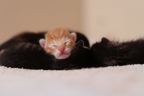 Спят усталые котята (35 фото)