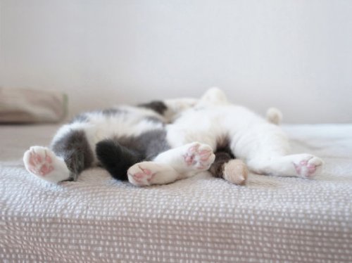 Спят усталые котята (35 фото)