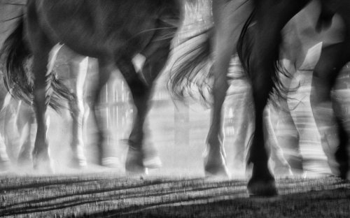 Великолепные лошади в фотографиях Керри Хендри (12 фото)
