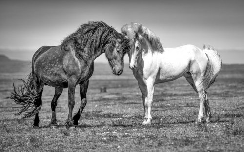 Великолепные лошади в фотографиях Керри Хендри (12 фото)