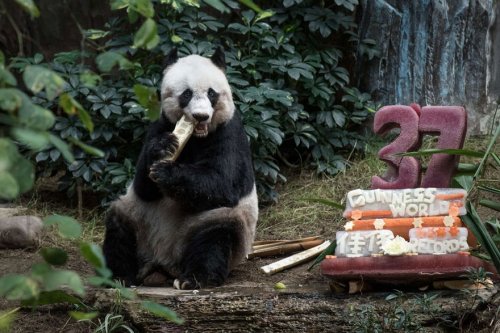 Панда-долгожительница отметила 37-ой день рождения (3 фото + видео)
