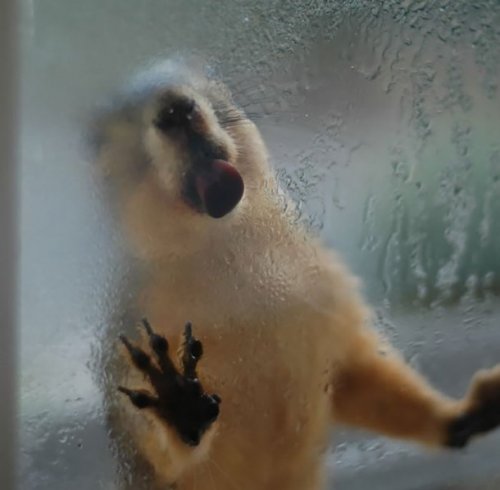 Забавные животные лижут стекло (13 фото)