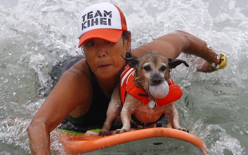 В Калифорнии прошли соревнования по серфингу среди собак (12 фото)