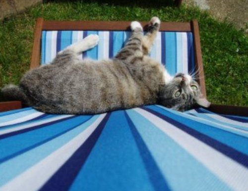 Кошки, знающие толк в летнем отдыхе (10 фото)