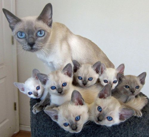 Очаровательные кошки и их мини-копии (29 фото)