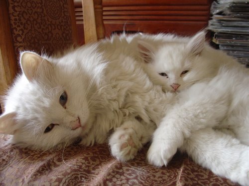 Очаровательные кошки и их мини-копии (29 фото)