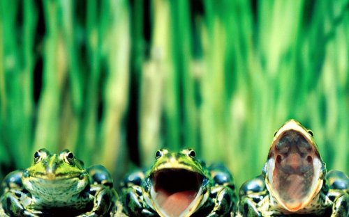 Забавные лягушки в фотографиях (20 фото)