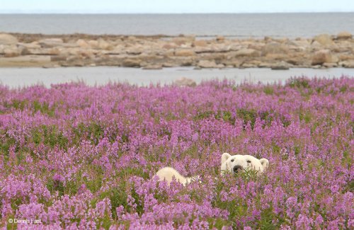Полярные медведи резвятся на цветочном лугу (11 фото)
