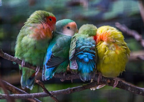 Согревающие душу фотографии птичек (24 фото)