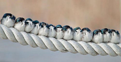 Согревающие душу фотографии птичек (24 фото)