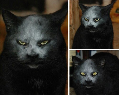 Фотография кота-демона,которая облетела весь Интернет (4 фото)