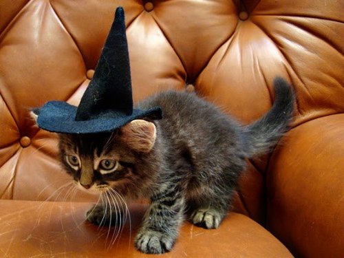 Забавные кошки в ведьминских шляпах (12 фото)