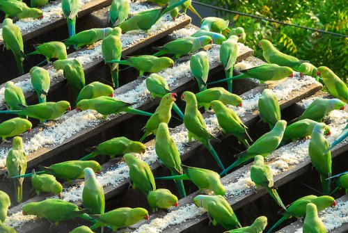 62-летний индиец заботится о 4 тысячах зелёных попугаев (5 фото)