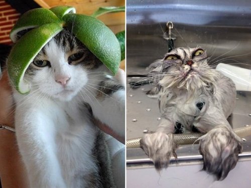 Недовольные кошки по вине глупых хозяев (16 фото)