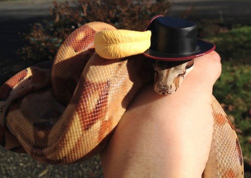 Забавные змеи в шляпках (25 фото)