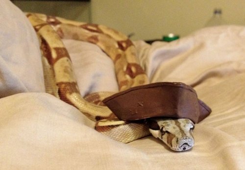 Забавные змеи в шляпках (25 фото)