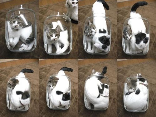 Кошки, обладающие свойствами жидкости (18 фото)