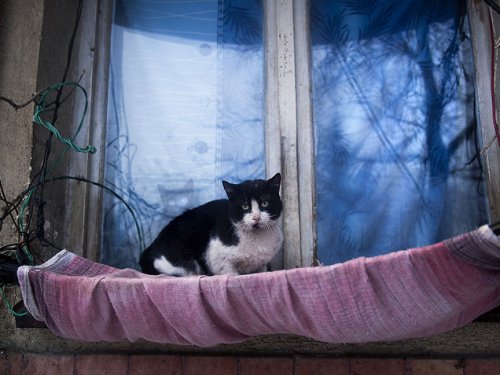 Городские кошки в фотографиях Хажду Тамаса (26 фото)