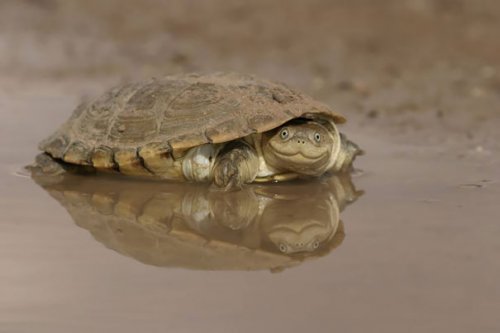 Позитивные черепахи и черепашата (32 фото)