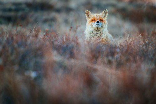 Дикие лисицы через фотообъектив Ивана Кислова (19 фото)