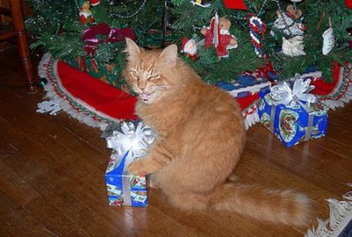 Кошки и новогодние подарки (10 фото)
