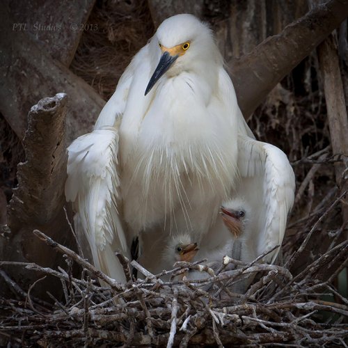 Красивые птицы с птенцами (25 фото)