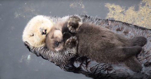 Мимишный пост дня: Новорождённый детёныш морской выдры спит на животе своей матери (5 фото + видео)