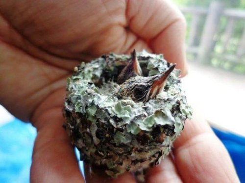 Спасённые крошечные птенцы колибри (4 фото)