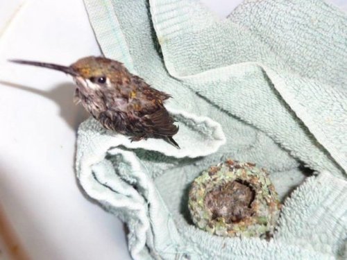 Спасённые крошечные птенцы колибри (4 фото)
