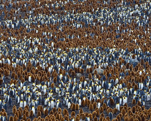 Милые пингвинчики (19 фото)