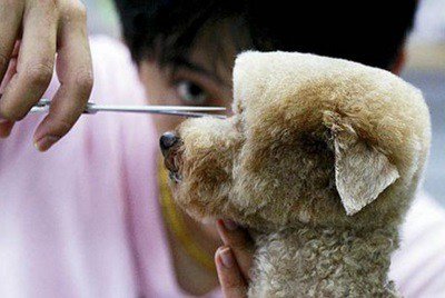Необычные стрижки тайваньских собак (10 фото)