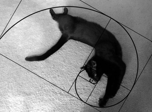 Идеальные кошки, открывшие последовательность Фибоначчи (20 фото)
