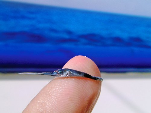 Морской биолог показал, как выглядит малёк меч-рыбы (2 фото)