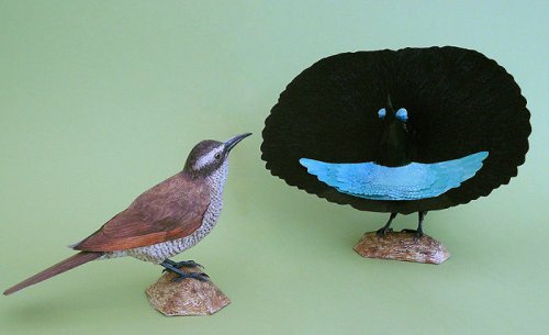 Невероятно реалистичные бумажные птицы Йохана Шерфта (18 фото)
