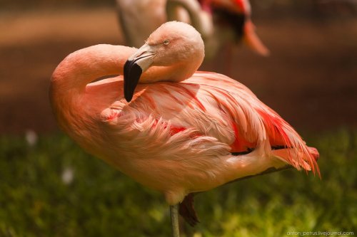 Парк птиц в Бразилии (17 фото)