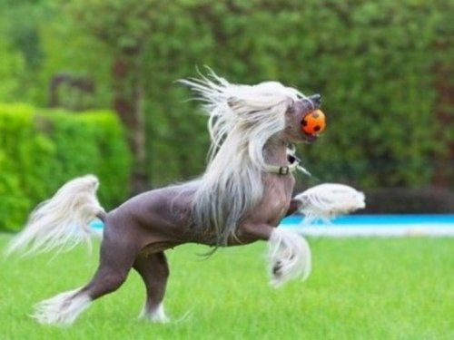 Забавные собаки, похожие на лошадок (10 фото)