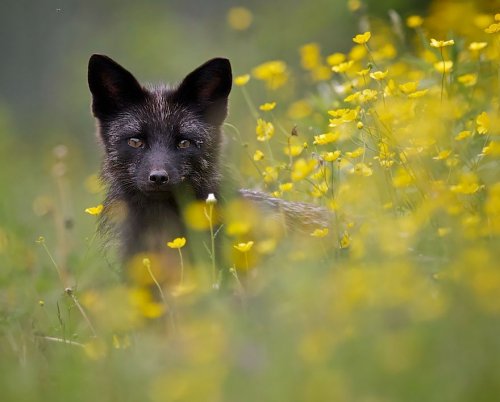 Редкая красота чёрно-бурых лисиц (14 фото)
