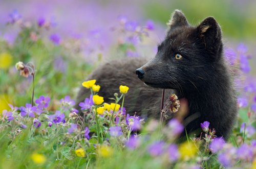 Редкая красота чёрно-бурых лисиц (14 фото)