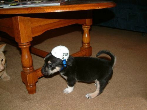 Забавные собаки в шлемах (10 фото)
