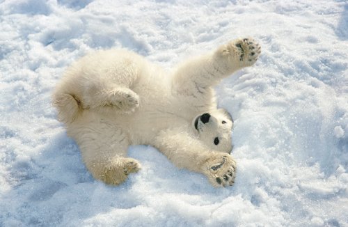 Очаровательные полярные медвежата, которые растопят ваше сердце (32 фото)
